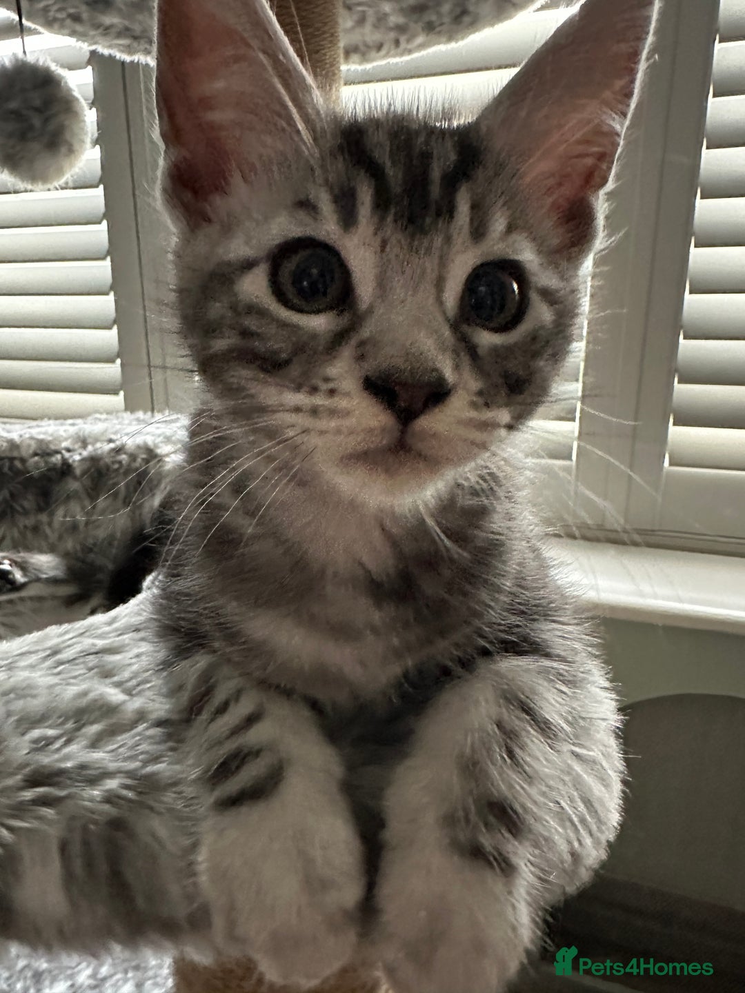 Maine Coon cats for sale: Maine Coon X - Image 2