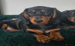 Dachshund dogs for sale: Beautiful Dachshund Puppies - Advert 3