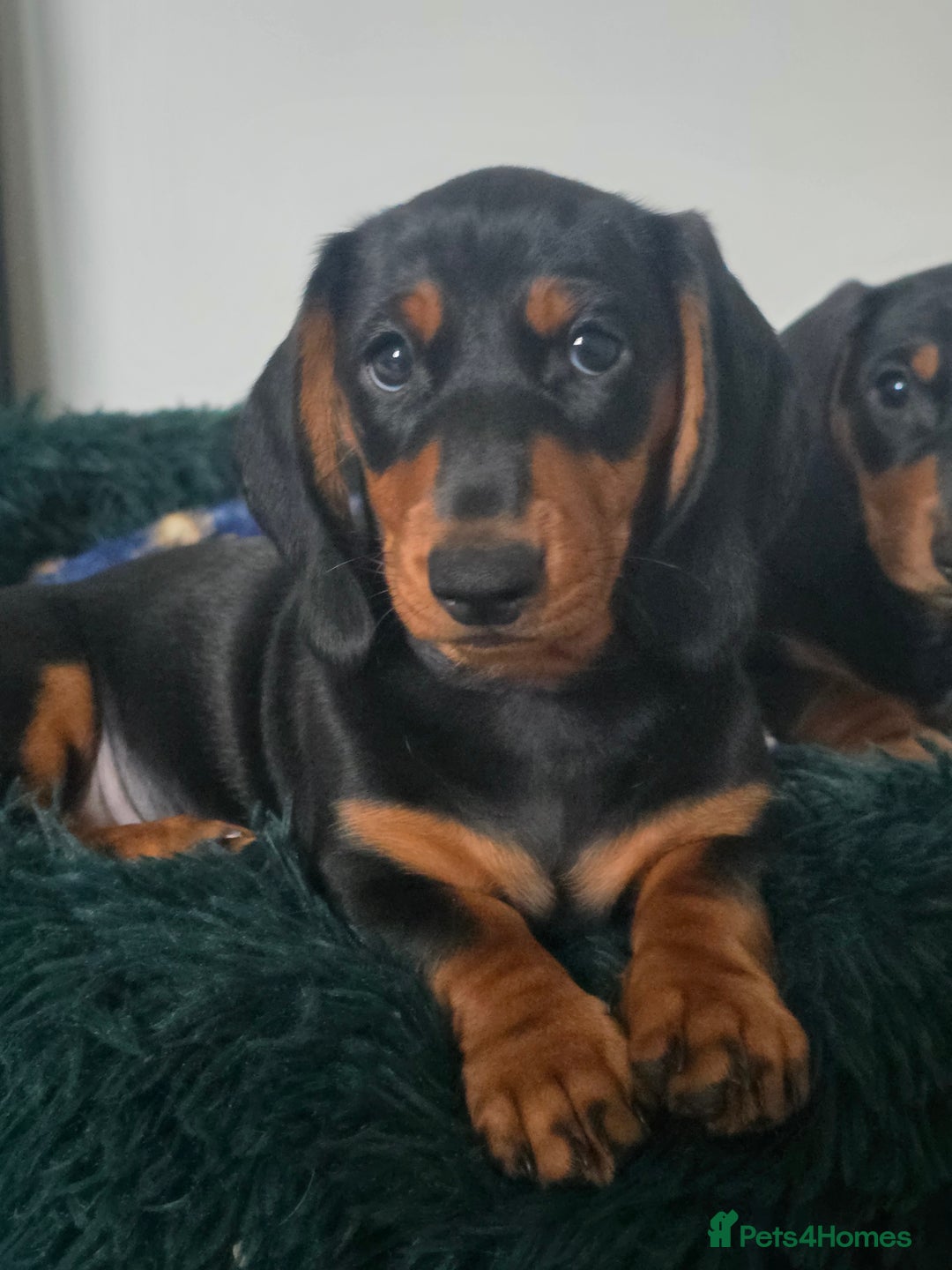 Dachshund dogs for sale: Beautiful Dachshund Puppies - Advert 3
