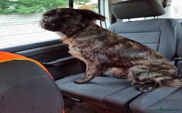 Mixed Breed dogs for adoption: 🆘‼️AT RISK OF BEING EUTHANISED! - Image 7