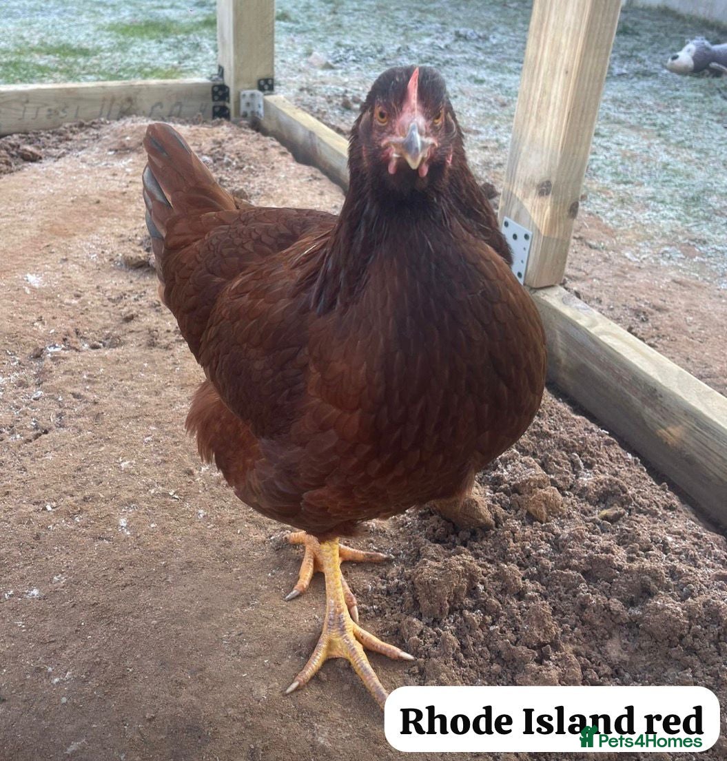 Chickens poultry *PRE ORDER* day old chicks of uncommon breeds! - Advert 20