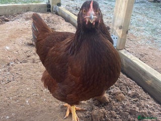 Chickens poultry *PRE ORDER* day old chicks of uncommon breeds! - Advert 20