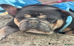 French Bulldog dogs for sale: Chunky French bulldog pups 4 girls  - Image 11
