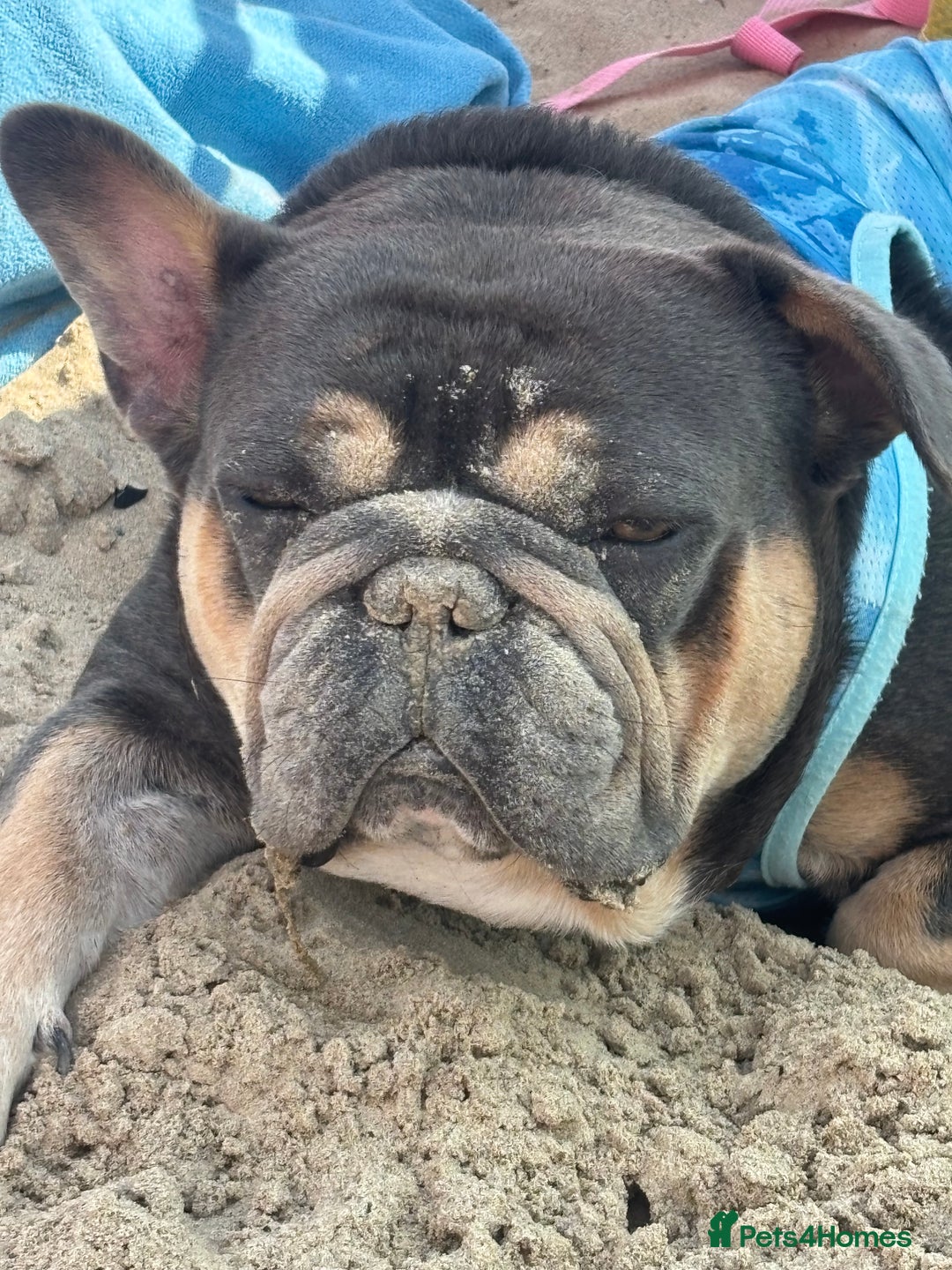 French Bulldog dogs for sale: Chunky French bulldog pups 4 girls  - Image 11