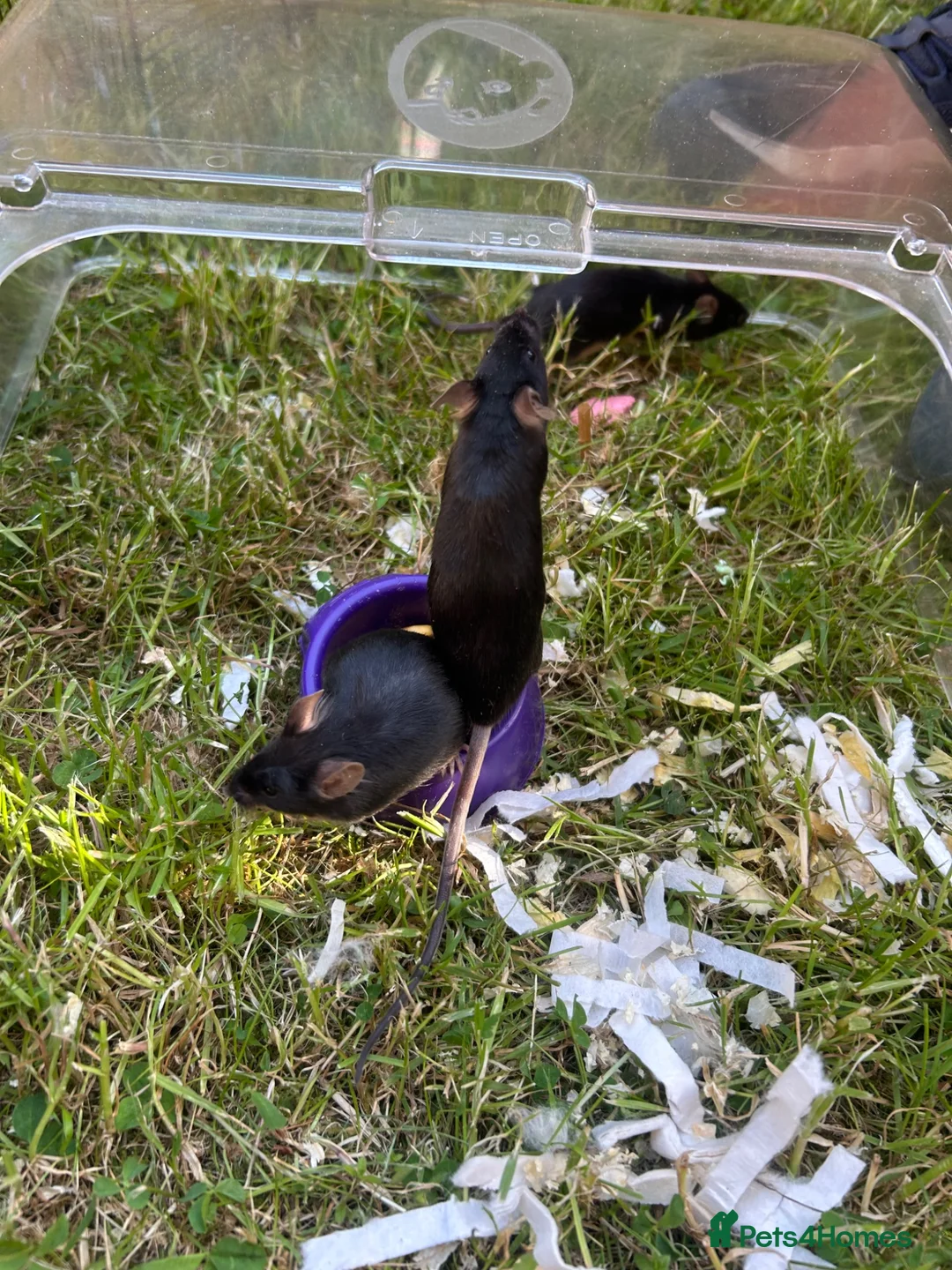 Mouse rodents for sale: Fancy mice for sale - Advert 2