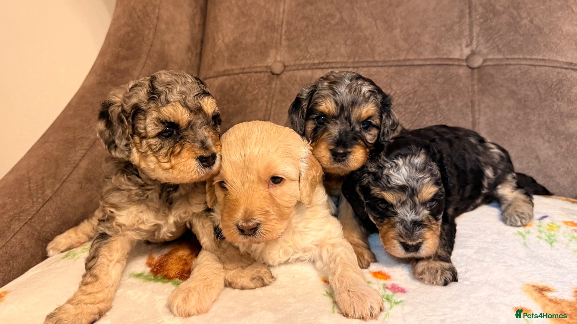 Cavapoochon dogs Merle Toy Cavapoochon’s ❤️🐾 - Advert 2