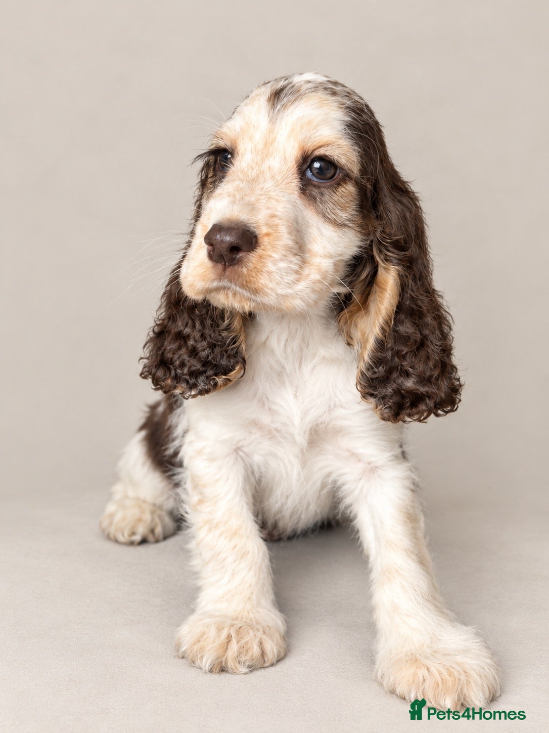 Cocker Spaniel dogs READY  GIRLS & BOYS  - Advert 1
