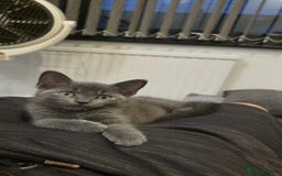 Russian Blue cats for sale: Russsin blue kitten  - Image 1