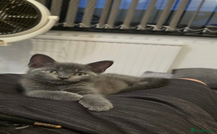 Russian Blue cats - Advert 3