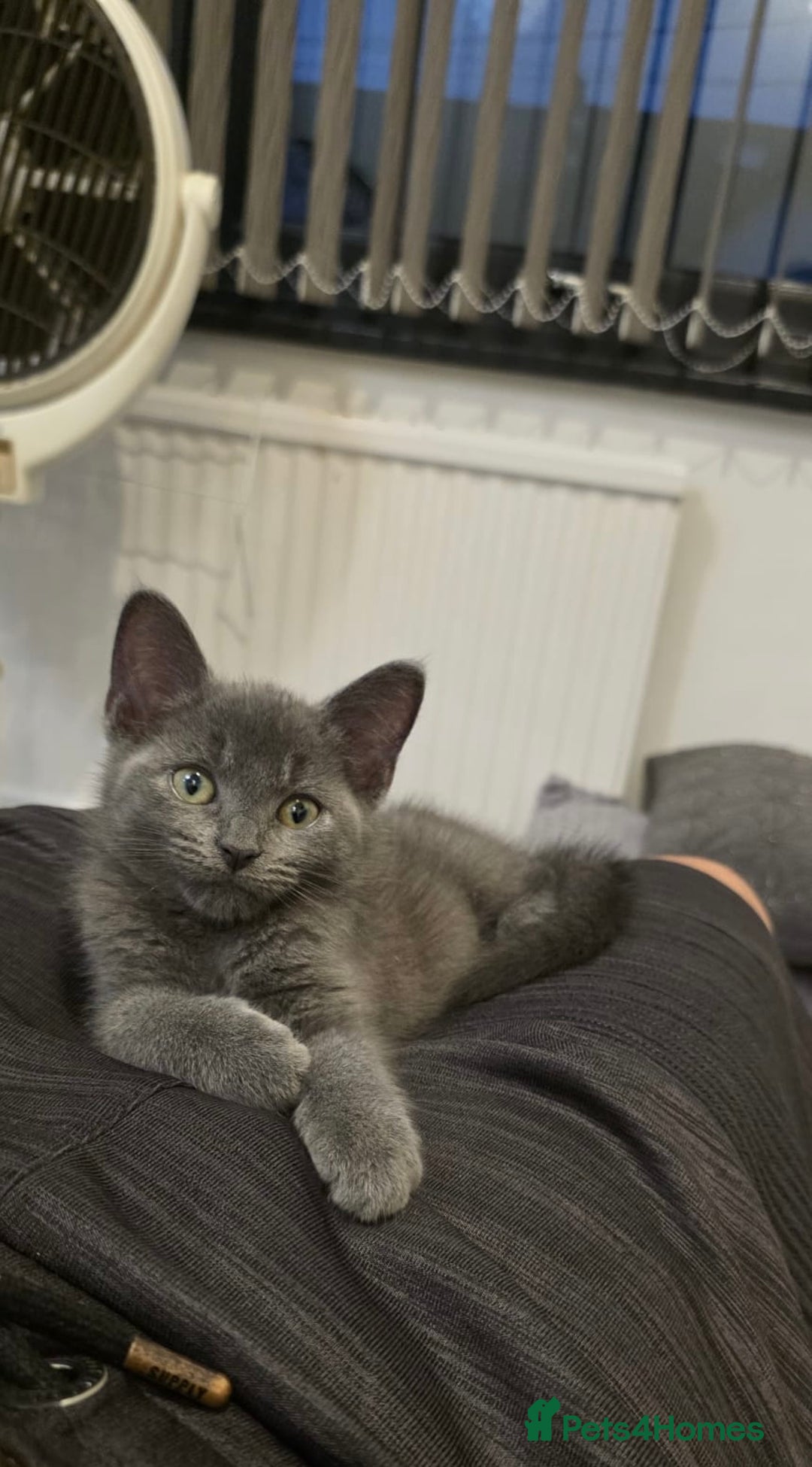 Russian Blue cats for sale: Russsin blue kitten  - Image 1