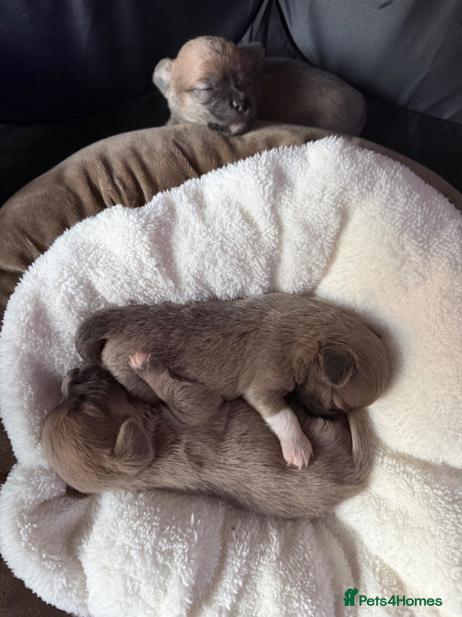 Mixed Breed dogs for sale: bulluahua Puppies  - Advert 6