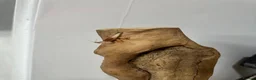 Stick Insects invertebrates for sale: Baby Stick Insects & Various Mantids Available! - Advert 14