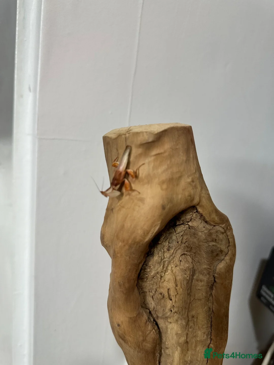 Stick Insects invertebrates for sale: Baby Stick Insects & Various Mantids Available! - Advert 14