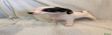Jack Russell 2