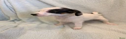 Jack Russell dogs for sale: Beautiful Jack Russell pups  - Advert 5
