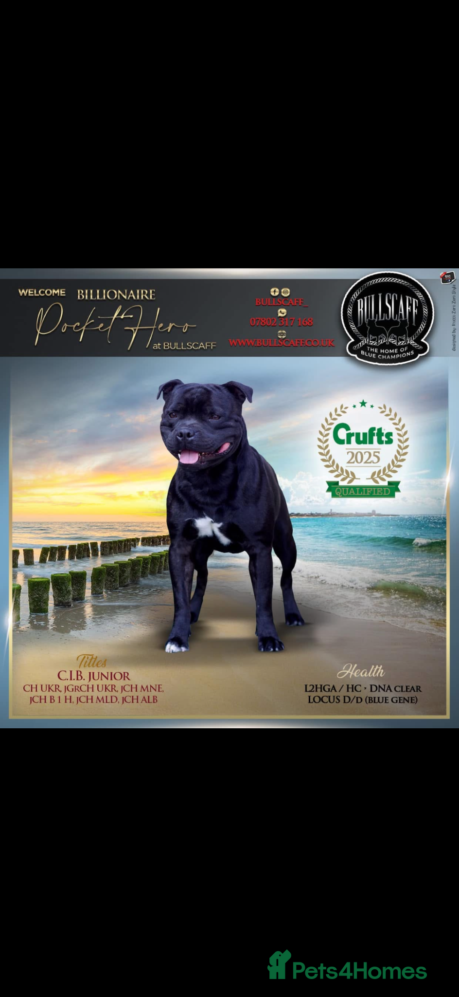 Staffordshire Bull Terrier dogs Champion blood lines🩸@BULLSCAFF - Advert 1