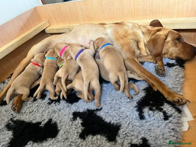 Labrador Retriever dogs for sale: KC registered Fox Red Labrador Puppies - Advert 1