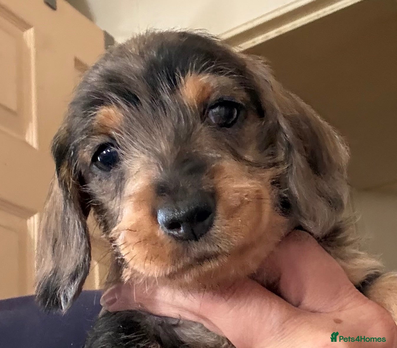 Dachshund dogs Wire Haired Dachshund Tweenies - Advert 1