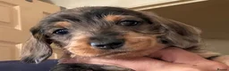 Dachshund dogs for sale: Wire Haired Dachshund Tweenies - Advert 1