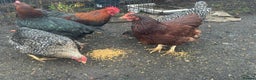 Chickens poultry for sale: X4 Egg laying hens - Advert 7