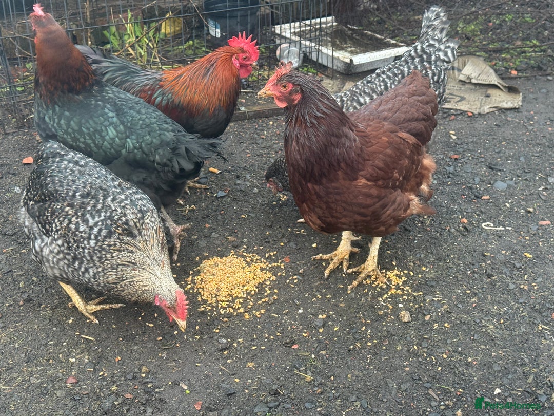 Chickens poultry for sale: X4 Egg laying hens - Advert 7
