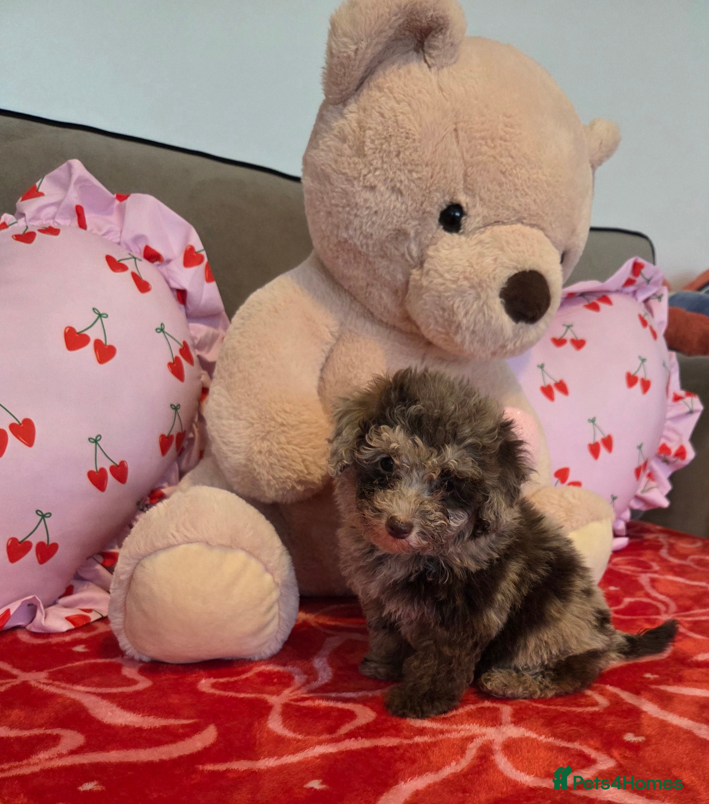 Toy Poodle dogs Gorgeous littler of x ** mall toy poodles  - Advert 9