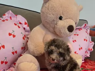 Toy Poodle dogs Gorgeous littler of x ** mall toy poodles - Advert 9