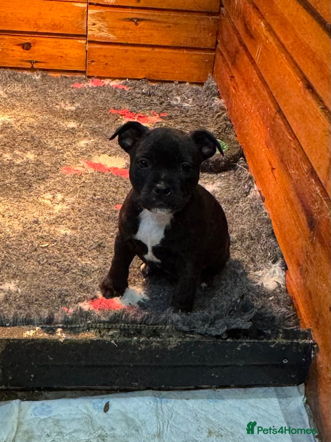 Staffordshire Bull Terrier dogs for sale: Staffordshire Bull Terrier Pups ready now  - Advert 1