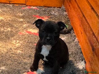 Staffordshire Bull Terrier dogs Staffordshire Bull Terrier Pups ready now - Advert 18