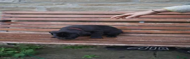 Cane Corso Puppy 4