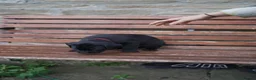 Cane Corso dogs for sale: Cane corso puppies - iccf champion bloodline  in Halifax - Advert 9
