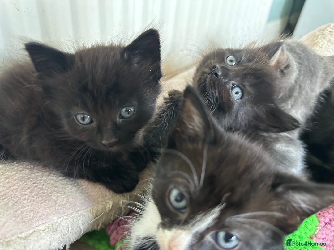 Mixed Breed cats for sale: Beautiful litter off kittens  - Image 16