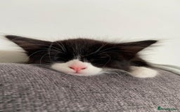 Mixed Breed cats for sale: READY NOW 2 Half-Ragdoll Kittens LEFT ❤️ REDUCED - Image 3