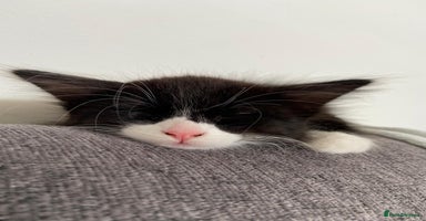 Mixed Breed cats - Advert 5
