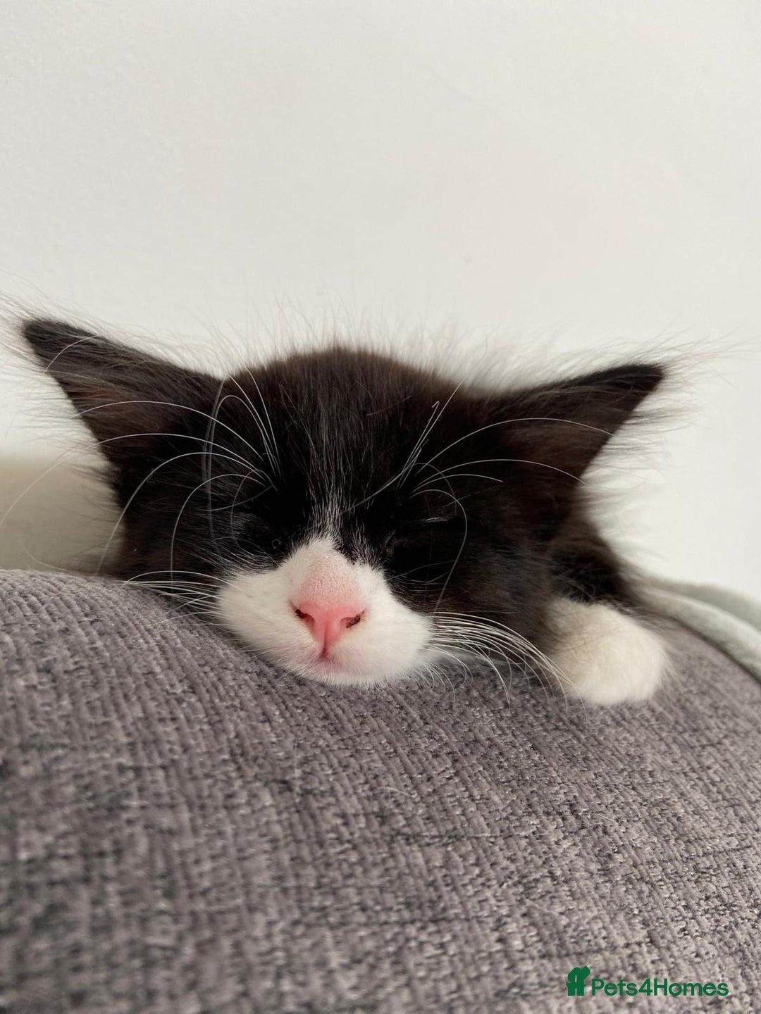 Mixed Breed cats for sale: READY NOW 2 Half-Ragdoll Kittens LEFT ❤️ REDUCED - Image 3