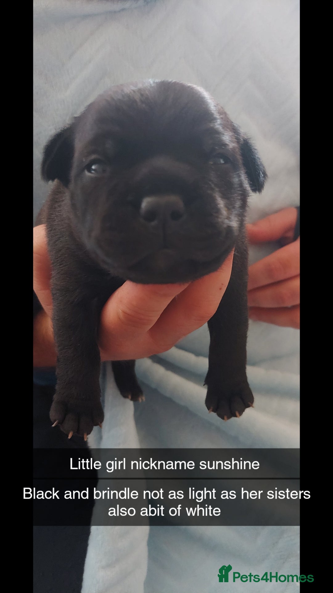 Staffordshire Bull Terrier dogs for sale: Staffordshire bull terrier puppies  - Image 14