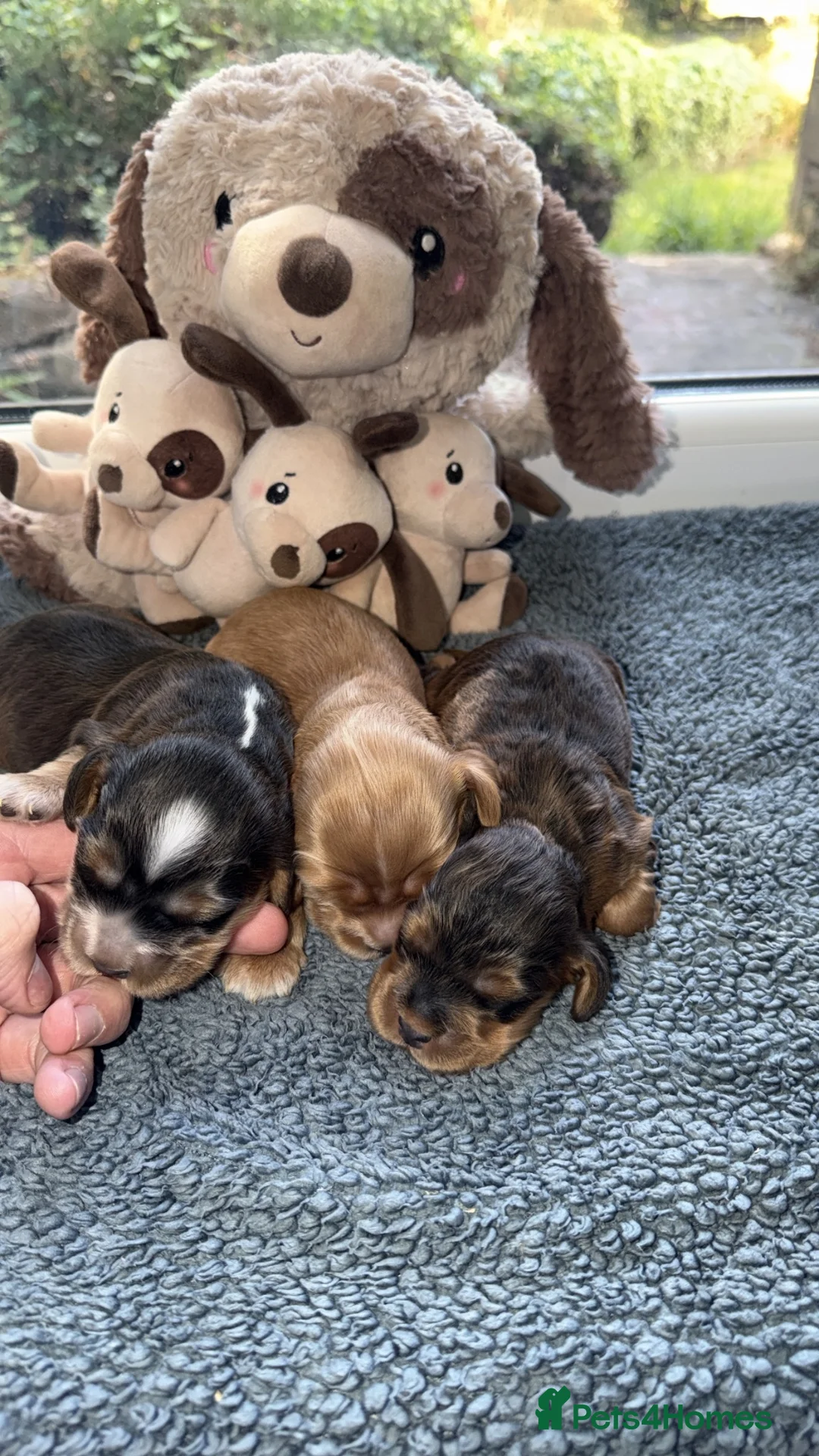 Cocker Spaniel dogs for sale: KC REG COCKER SPANIEL SHOW TYPE  - Advert 5