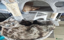 Mixed Breed cats for sale: Ragdoll mix - Image 6
