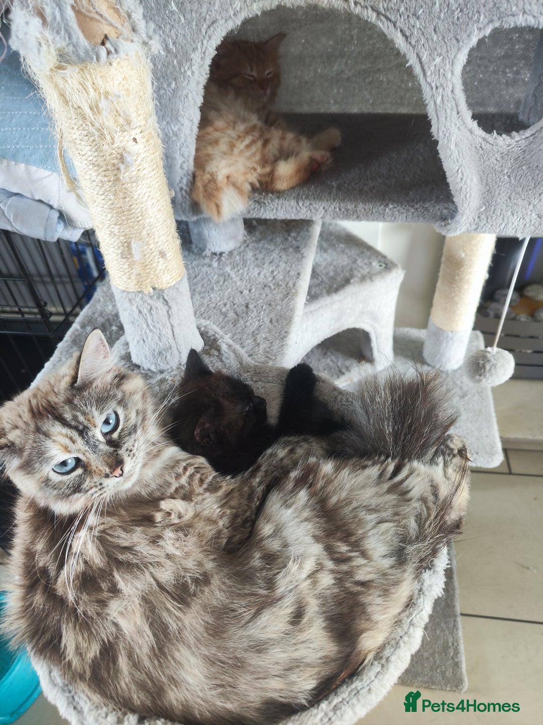 Mixed Breed cats for sale: Ragdoll mix - Image 6