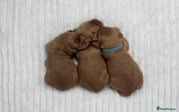 Cocker Spaniel dogs for sale: Beautiful KC Registered Cocker Puppies for Sale - Image 2