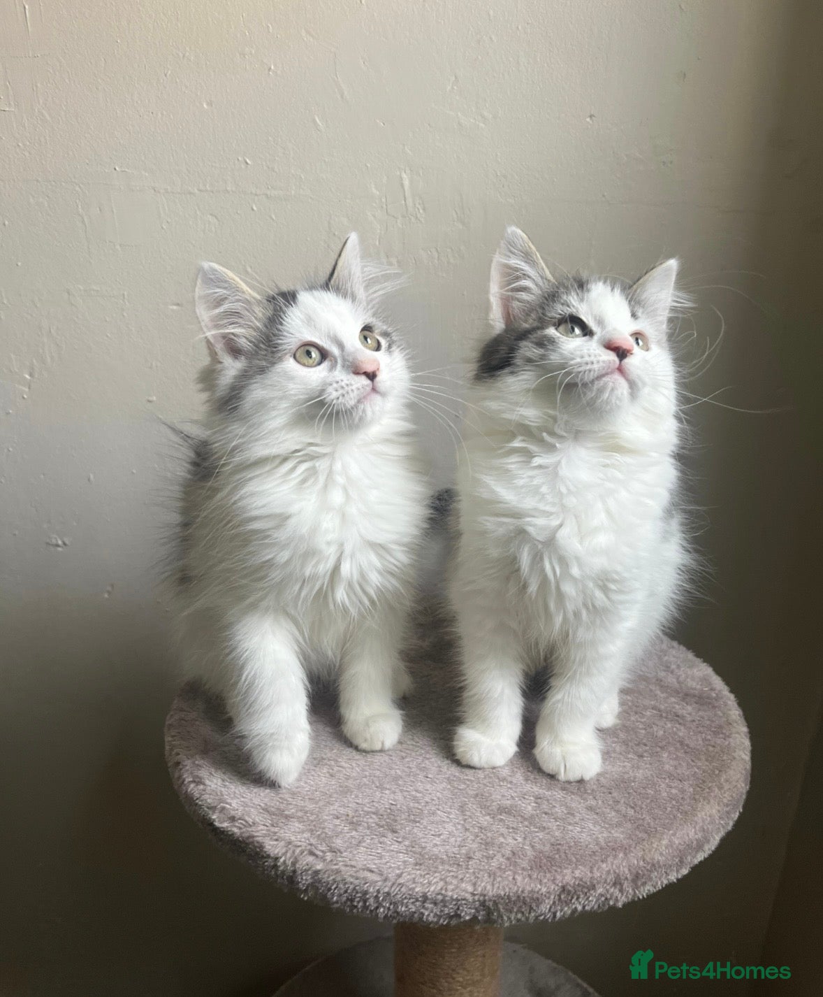 Mixed Breed cats Adorable young kitten - friendly, and cuddly  - Advert 3