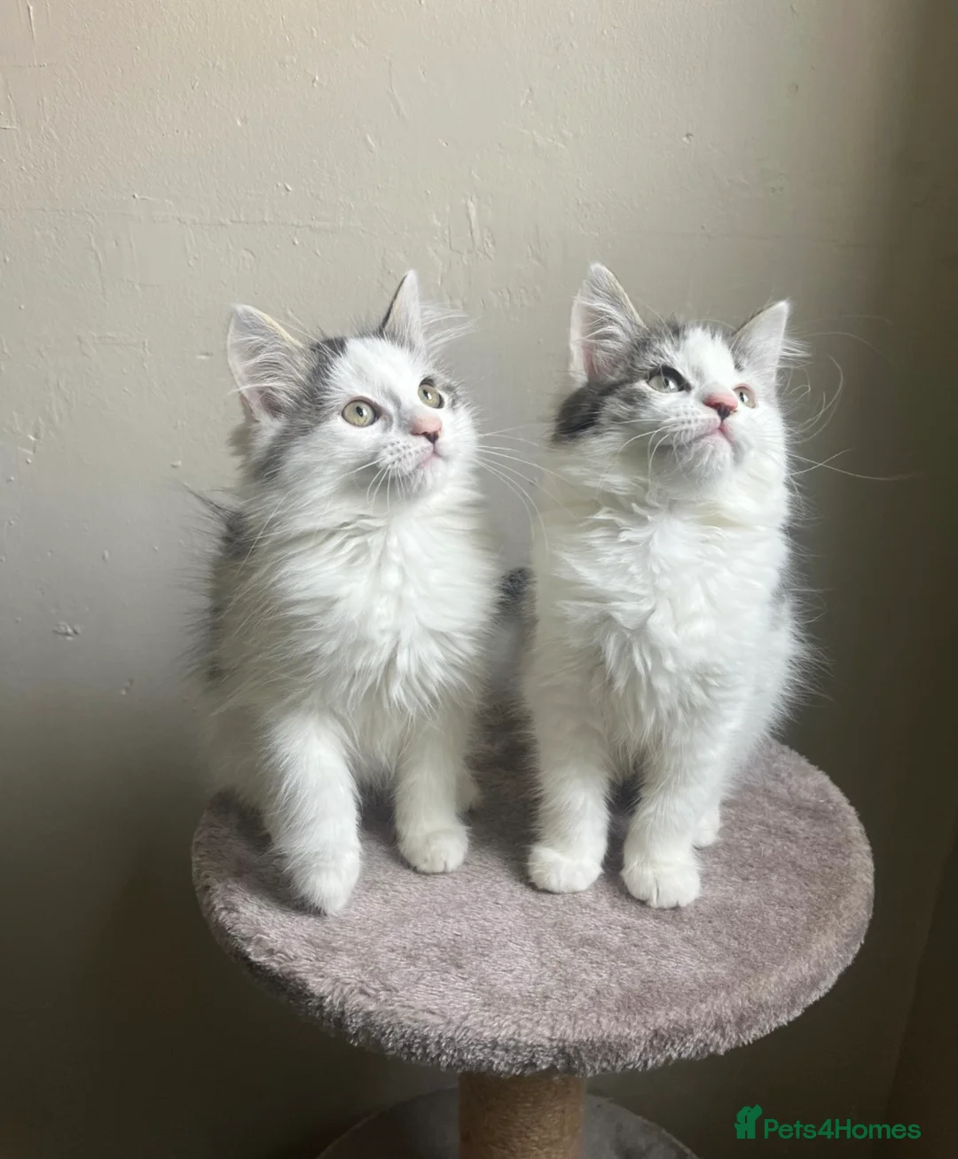 Mixed Breed cats for sale: Adorable young kitten - friendly, and cuddly  - Advert 1