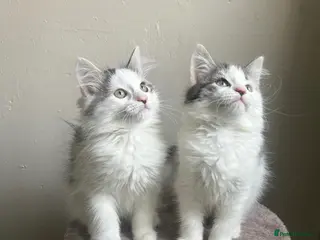 Mixed Breed cats Adorable young kitten - friendly, and cuddly - Advert 4