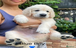 Golden Retriever dogs for sale: Exceptional KC Goldens- MULTI Champions Bloodline - Image 18
