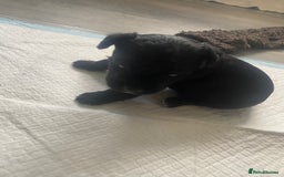 Patterdale Terrier dogs for sale: **Beautiful Patterdale Pups** - Image 5