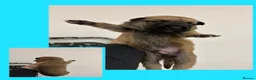 Belgian Shepherd Dog dogs for sale: Belgian Malinois pups  in Wigan - Advert 5
