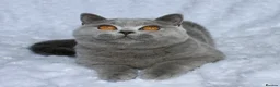 British Shorthair cats for sale: GCCF Active blue girl. Champ parents  - Advert 2