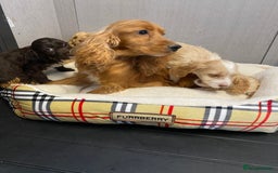 Cockapoo dogs for sale: AMAZING STUNNING F1 SHOW TYPE COCKAPOO  - Image 32