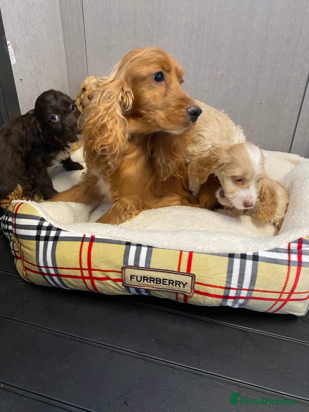 Cockapoo dogs for sale: AMAZING STUNNING F1 SHOW TYPE COCKAPOO  - Image 32
