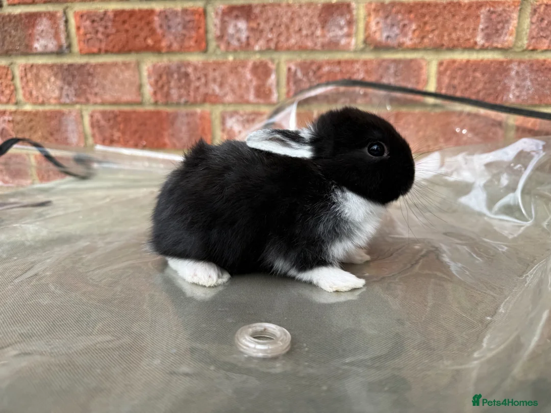 Mixed Breed rabbits for sale: Baby rabbits for sale  - Advert 2